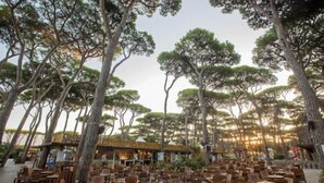 Un espace extérieur aménagé avec de nombreuses tables et chaises en bois, entouré de grands arbres.