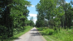 Un camino rural bordeado por árboles y vegetación densa.