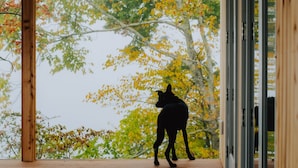 Una terraza de madera con la silueta de un perro frente a un follaje otoñal.