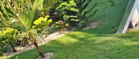 A well-maintained garden with various tropical plants and a neatly trimmed lawn.