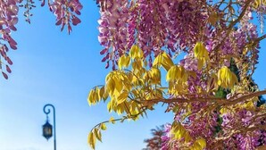 En trädgård med en praktfullt blommande wisteriaklätterväxt, en gatlykta och en fri utsikt över bergen i bakgrunden.