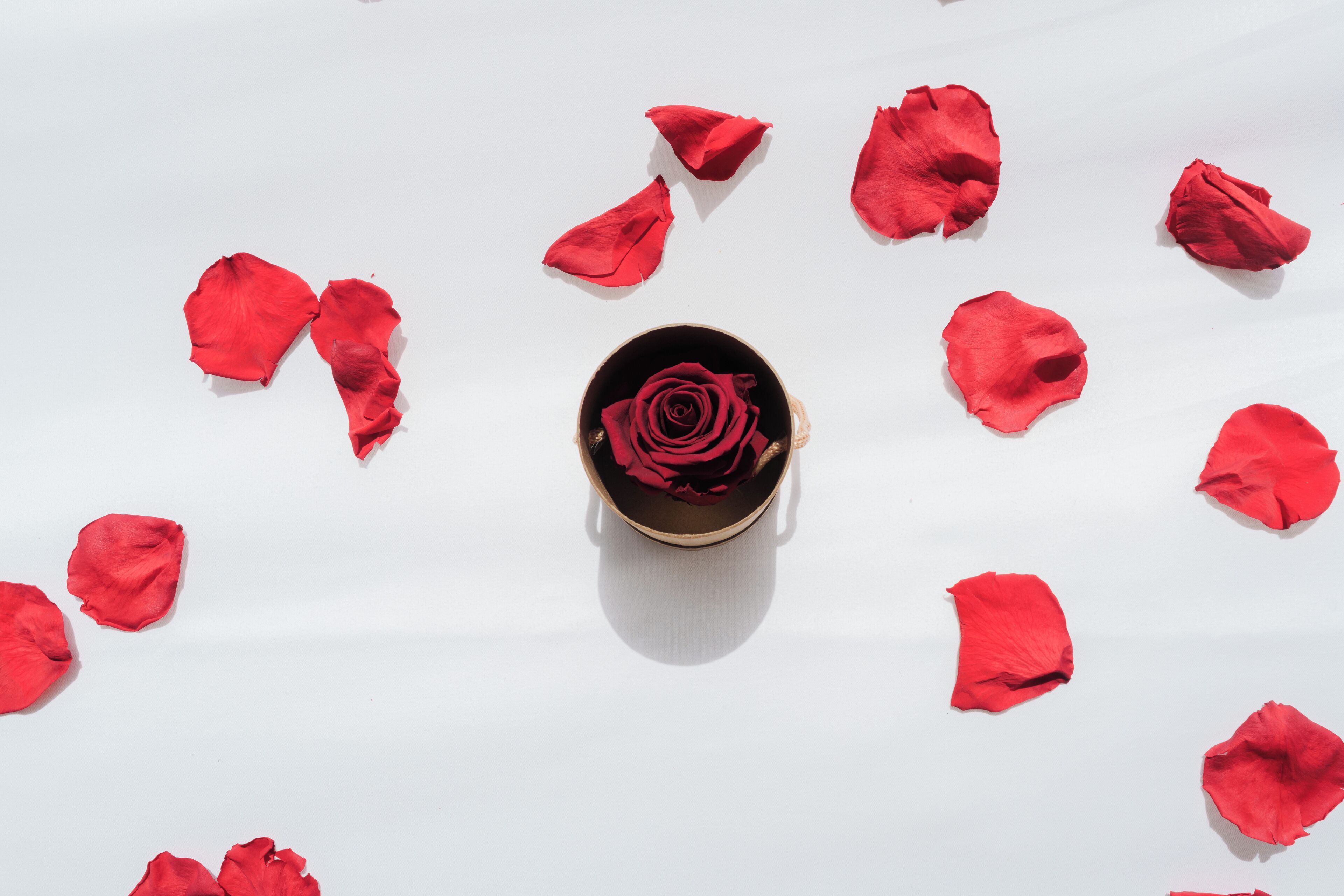 En enkelt rød rose i en lille, rund beholder omgivet af spredte røde rosenblade på en hvid overflade.