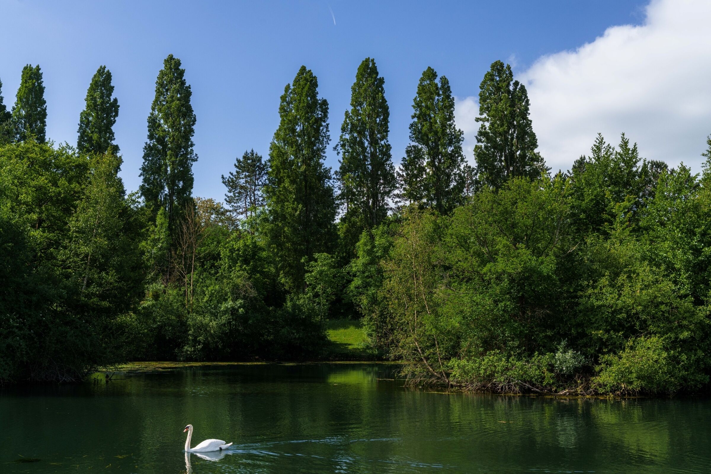 A serene lake with a swan swimming, surrounded by dense greenery and tall trees.