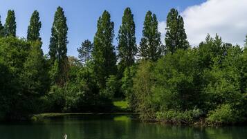 A serene lake with a swan swimming, surrounded by dense greenery and tall trees.