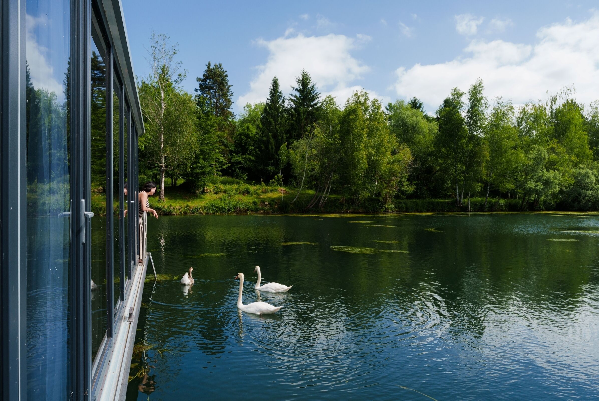 A glass bridge over a lake with swans swimming, surrounded by trees.