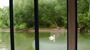 A swan swimming in a greenish pond viewed through a window with vertical blinds. - L'Escale Royale Poissy Ile de Migneaux (Poissy)