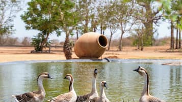 Corrida | Terraza o patio