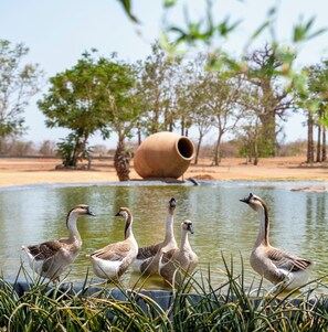 Corrida | Terrasse/Patio