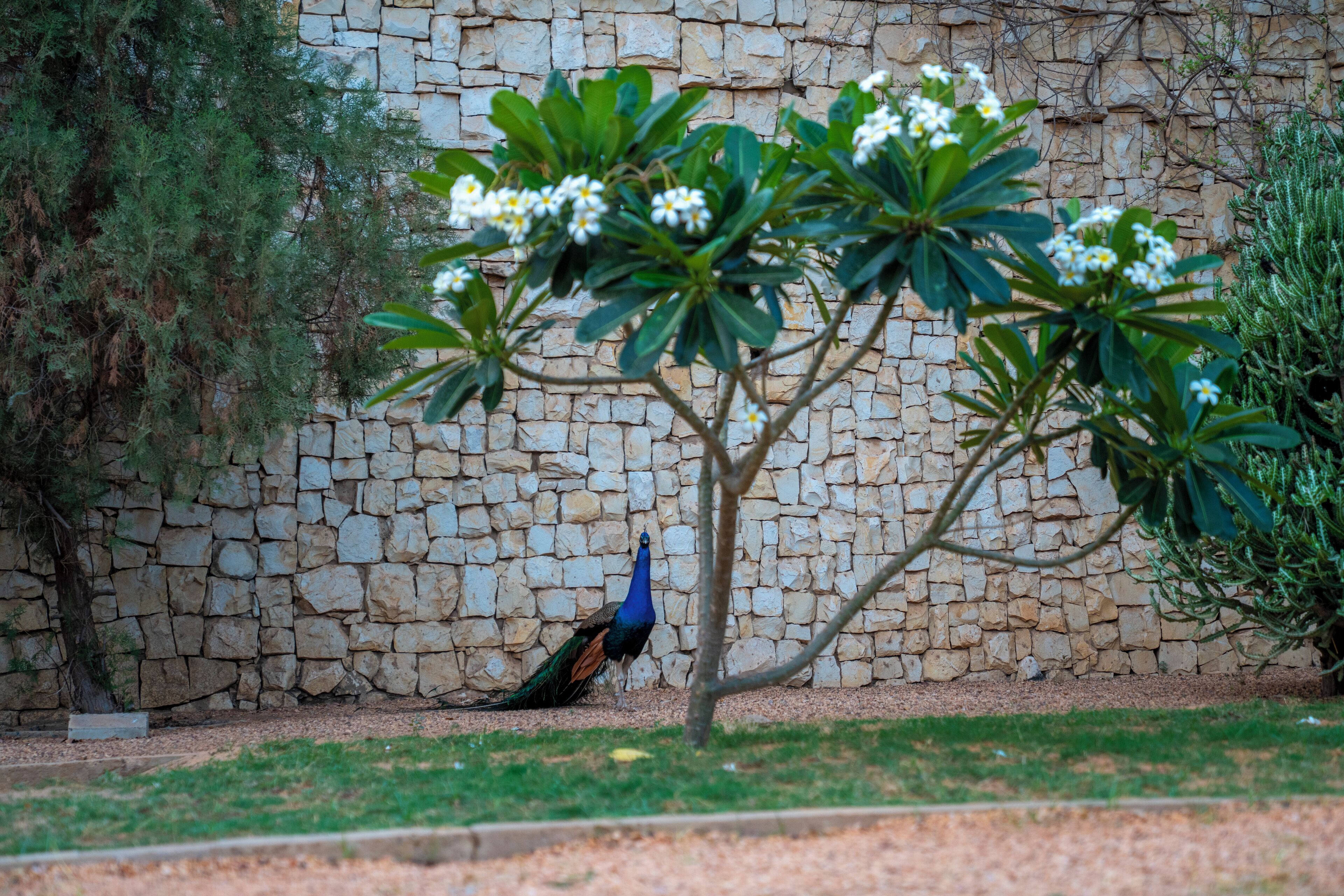 Un pavo real cerca de un muro de piedra y un árbol.