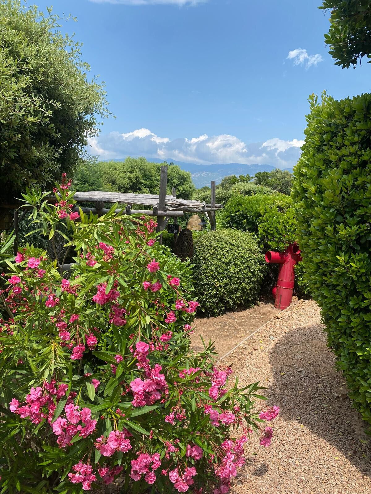 A garden with a gravel path, pink flowering shrubs, and a red fire hydrant.