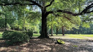 A large tree in a park with a bench under it. - Charming 3-bedroom cabin in Autaugaville with AC and Hangout Building (Autaugaville)