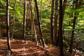 Property grounds - Forest Cabin near Log Bay & Shelving Rock Falls of Lake George. (Fort Ann)
