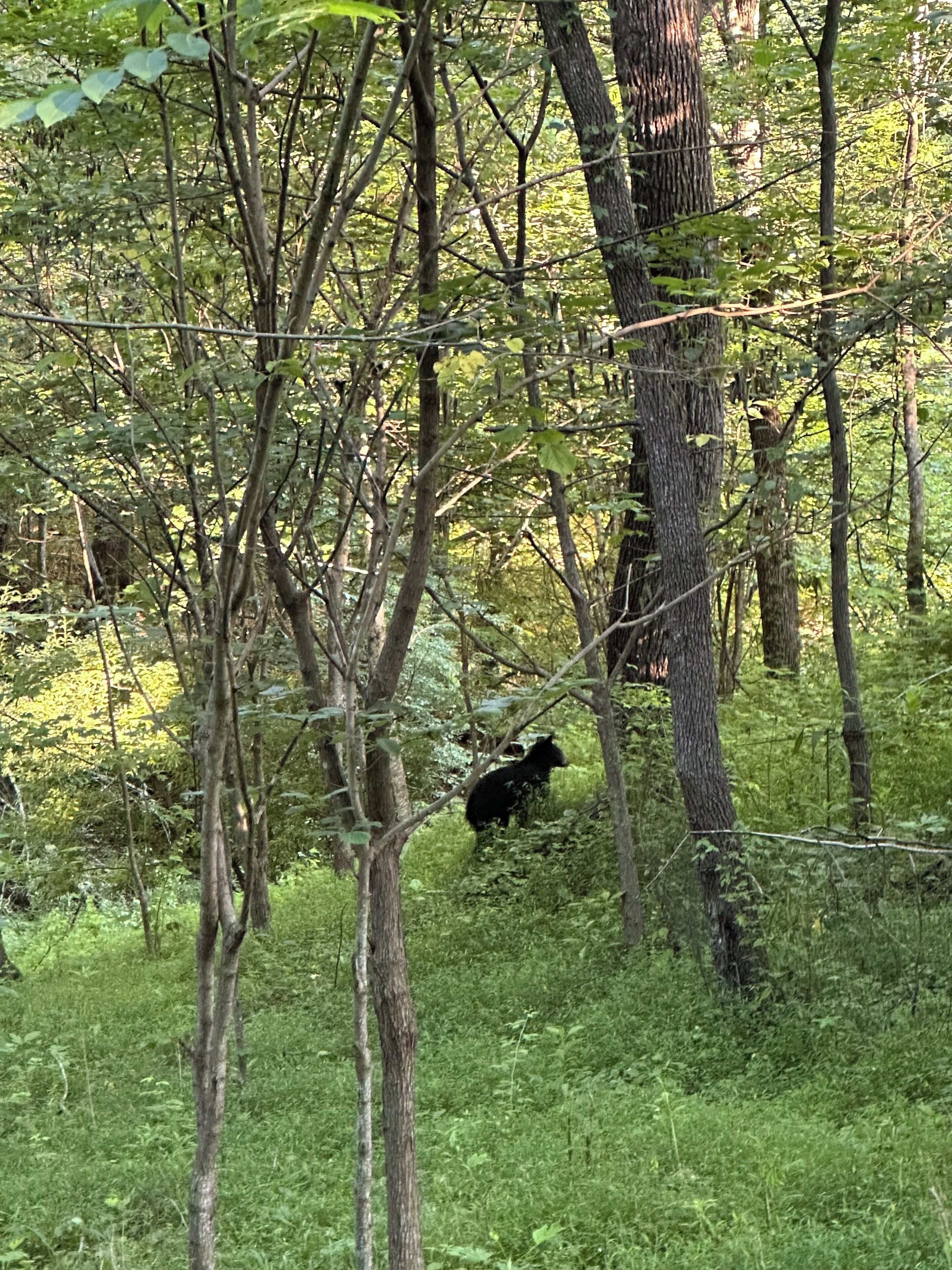A dense forest with a bear in the background.