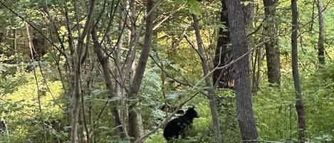 A dense forest with a bear in the background.