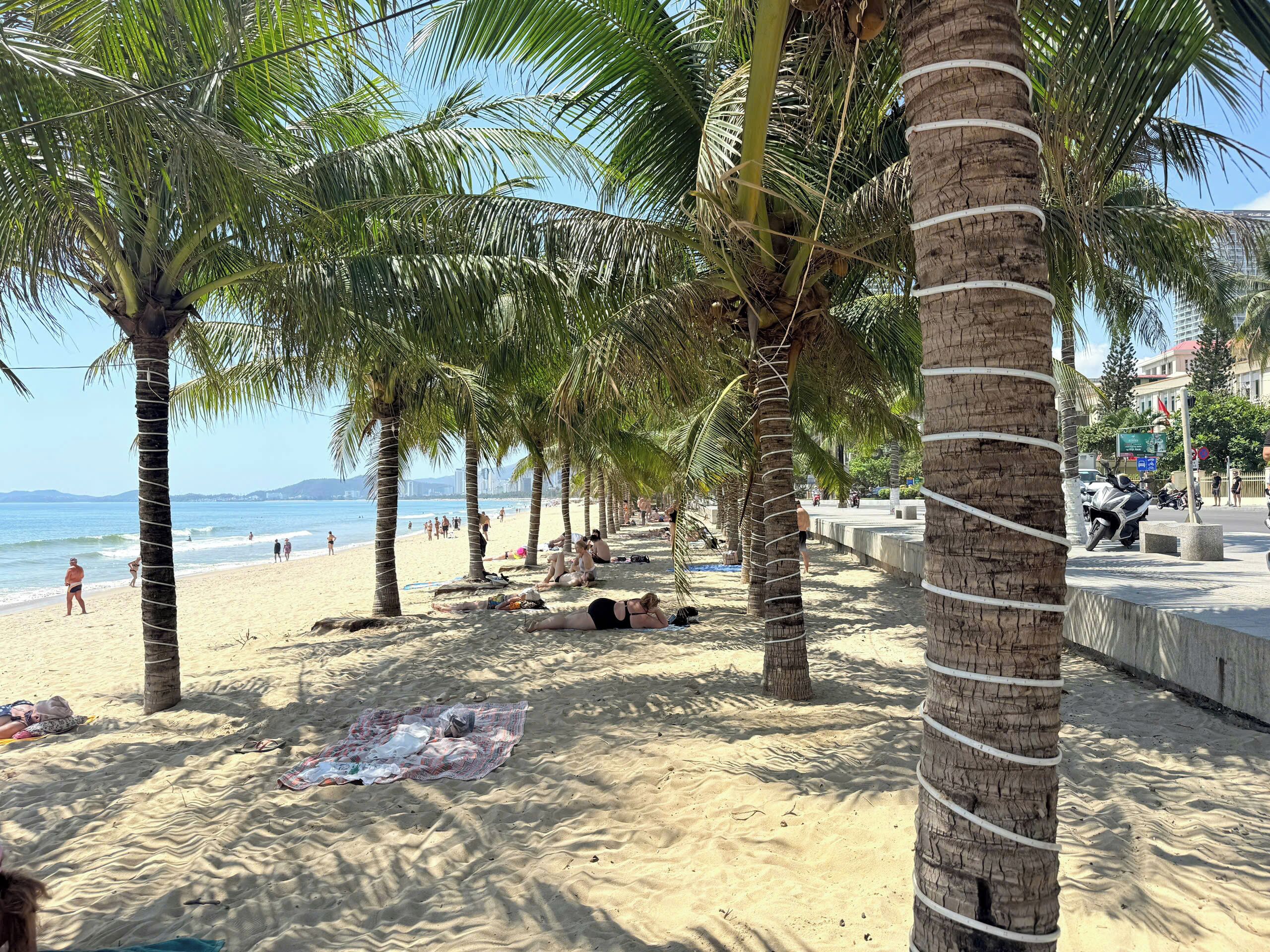 A beach with palm trees, a sandy shore, and a view of the sea.