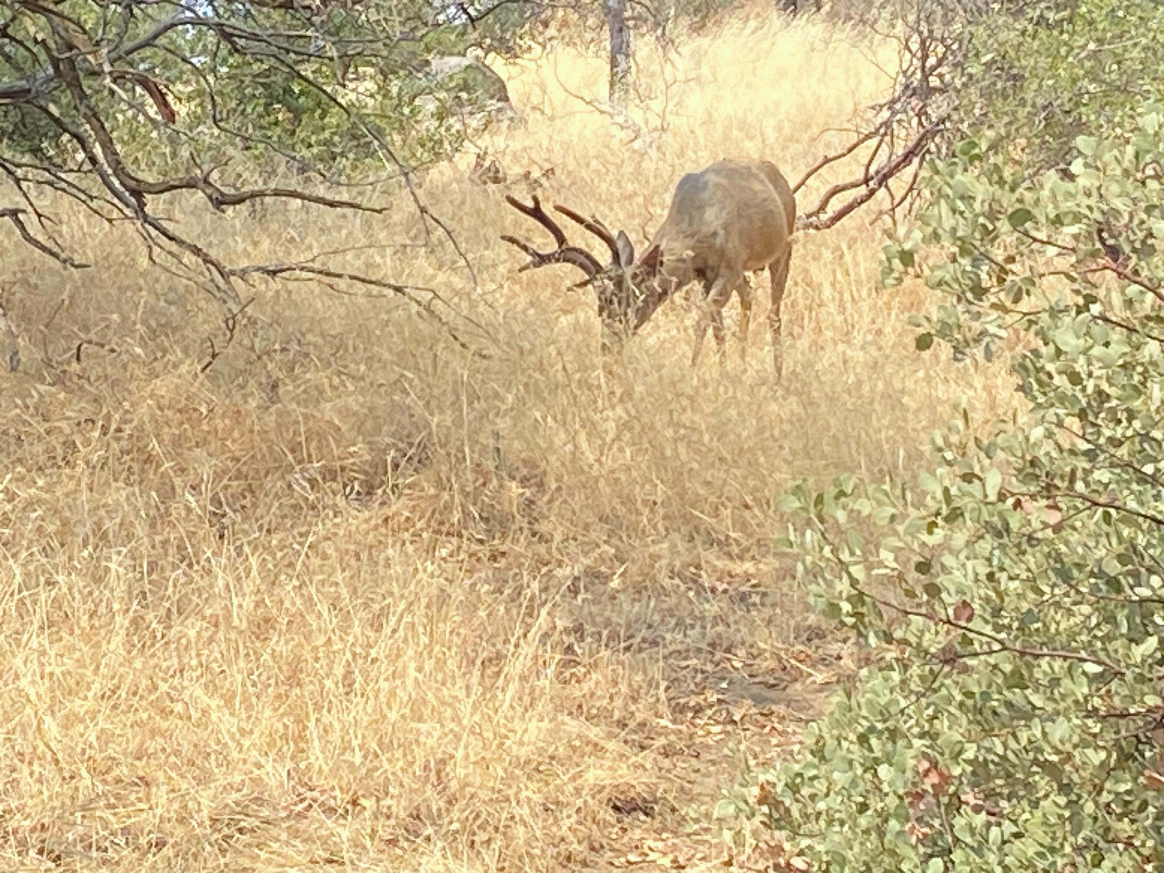 Un cerf dans une zone aride et herbeuse, avec quelques arbres clairsemés.