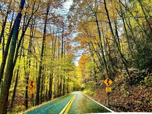A road flanked by trees with yellow leaves, with road signs indicating a winding road ahead.