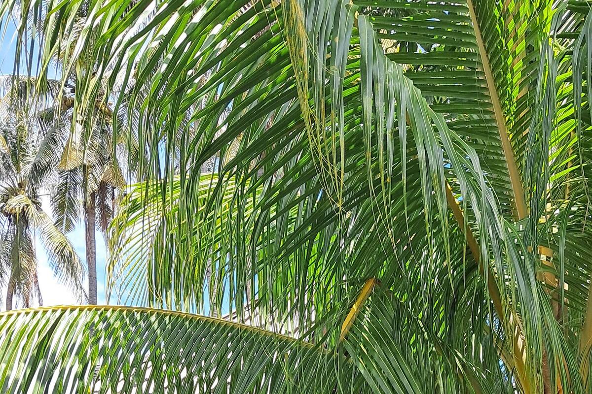 A wooden building with a sloped roof, surrounded by lush greenery and palm trees.