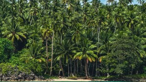 Una playa tropical con palmeras y agua cristalina.