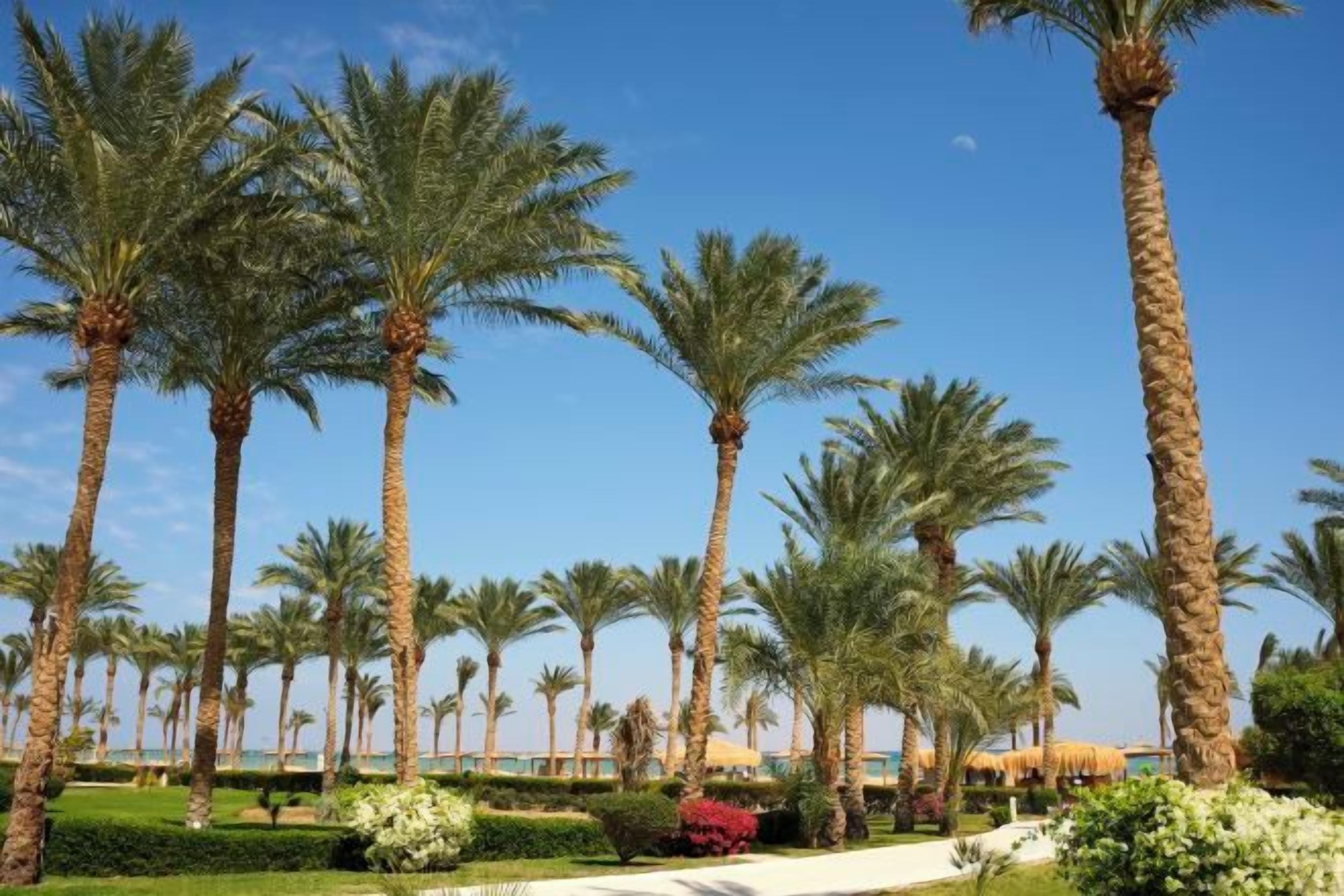 A row of palm trees, a pathway, and a building in the background.