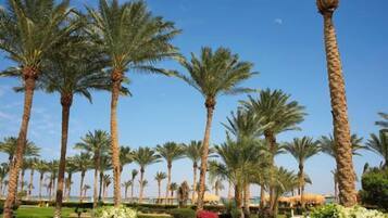 A row of palm trees, a pathway, and a building in the background.
