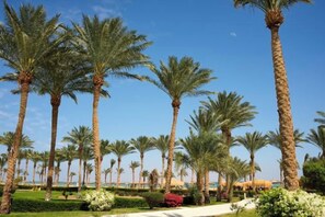 A row of palm trees, a pathway, and a building in the background.