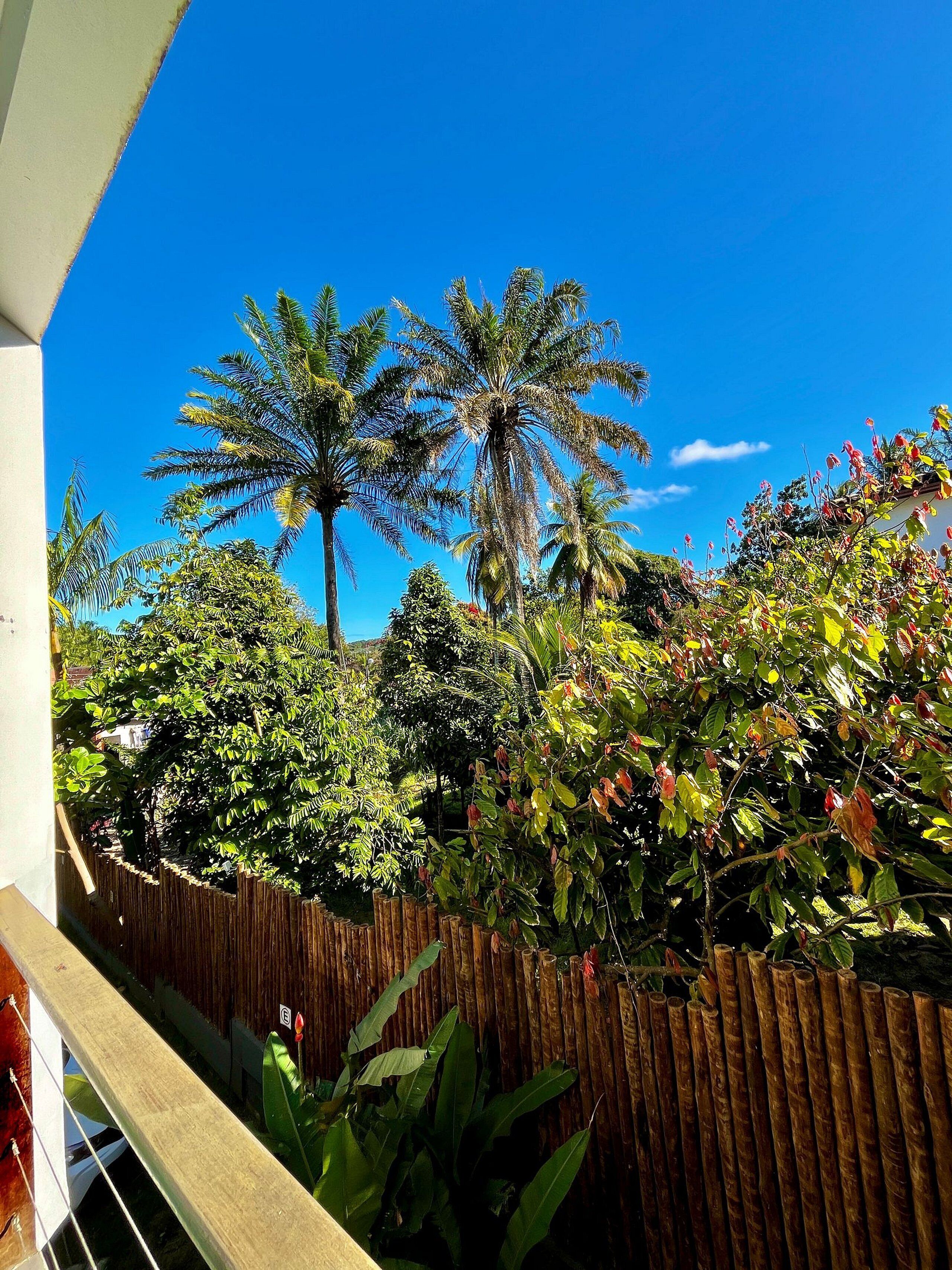 A wooden fence, a variety of tropical plants, and a clear blue sky.
