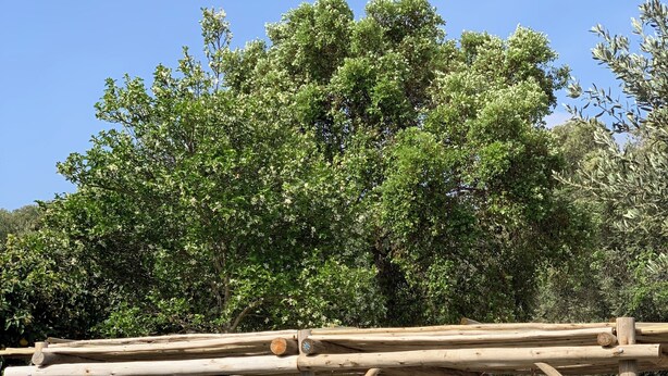 A wooden pergola with a cushioned seating area and a pool. - Charming sheepfold with private heated pool between sea and mountains (Sotta)