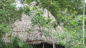 A thatched-roof structure surrounded by dense tropical foliage. - Amaca Eco Station (San Juan Bautista)