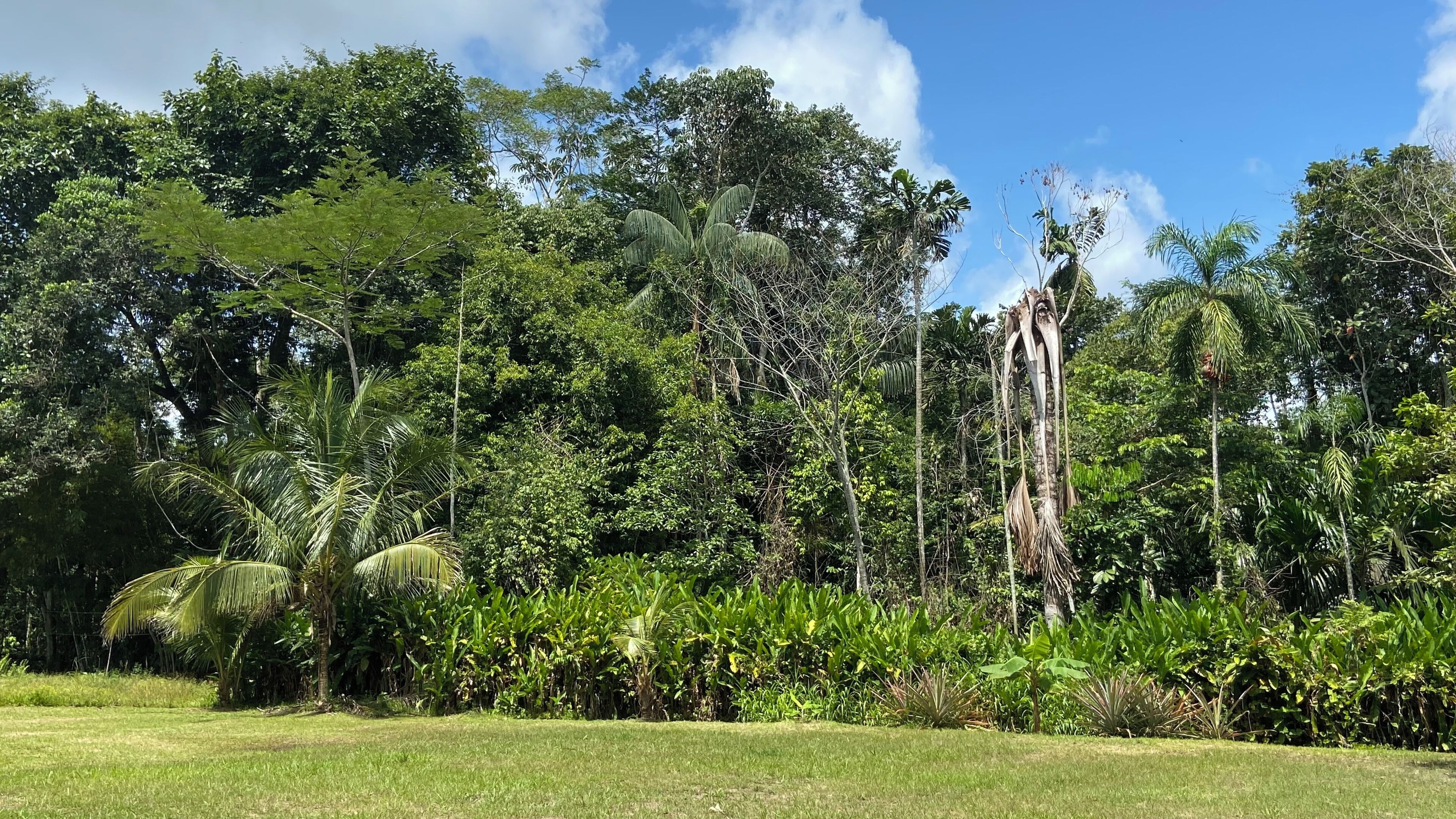 A lush garden with a variety of tropical plants and trees, including palm trees and banana plants.