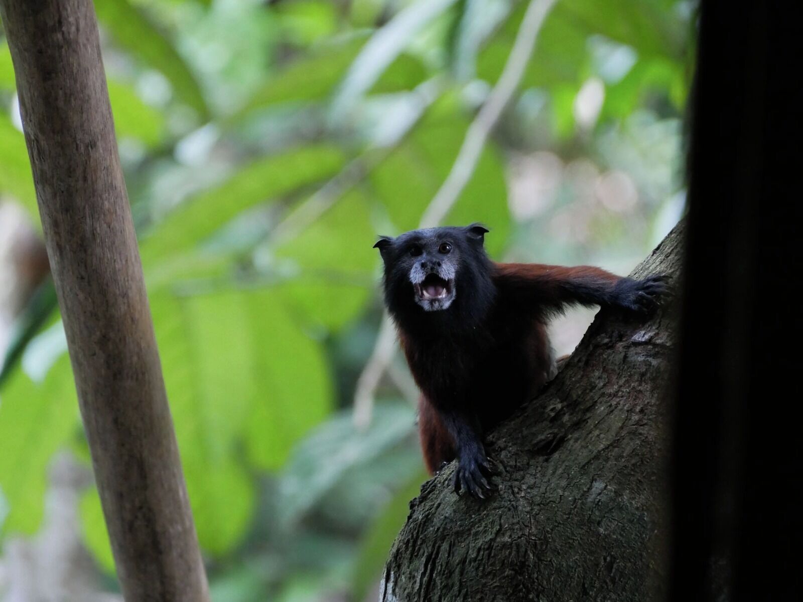 Un primate perché sur une branche d’arbre dans une zone boisée.