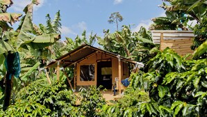 Un chalet rustique en bois, entouré d’une végétation tropicale luxuriante.