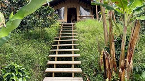 Un escalier en bois mène à un bâtiment entouré d’une végétation luxuriante, notamment de bananiers.