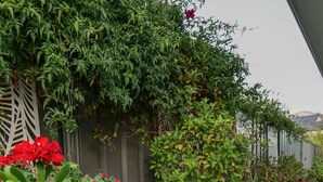 Een tuin met verschillende planten en bloemen, waaronder rode en roze bloei, langs een geplaveid pad.