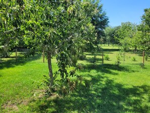 Property grounds - Spacious 5-bedroom/3 bath mobile home on an Orchard of 5 acres in Alachua (Alachua)