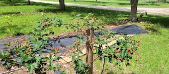 Spacious 5-bedroom/3 bath mobile home on an Orchard of 5 acres in Alachua