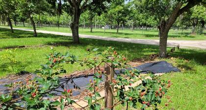 Spacious 5-bedroom/3 bath mobile home on an Orchard of 5 acres in Alachua