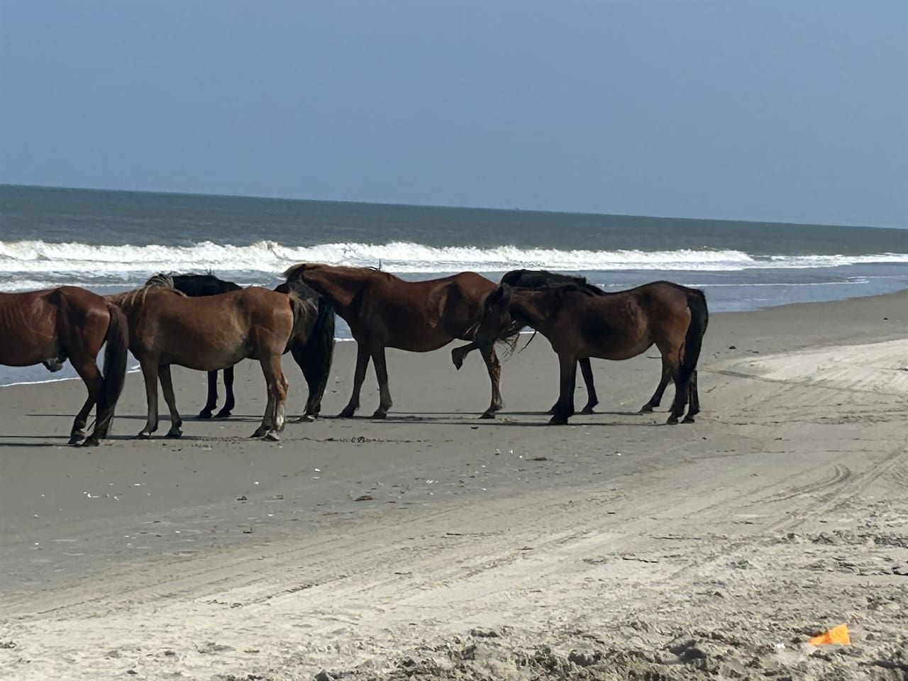 A beach with horses standing on the sand near the water.