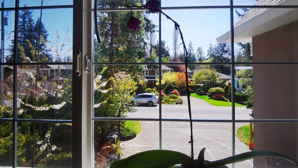 A view through a window with a metal grid, displaying a parking lot, a car, and surrounding greenery. - Eagle's guest suits: two bedrooms living room private kitchen and full washroom (Victoria)