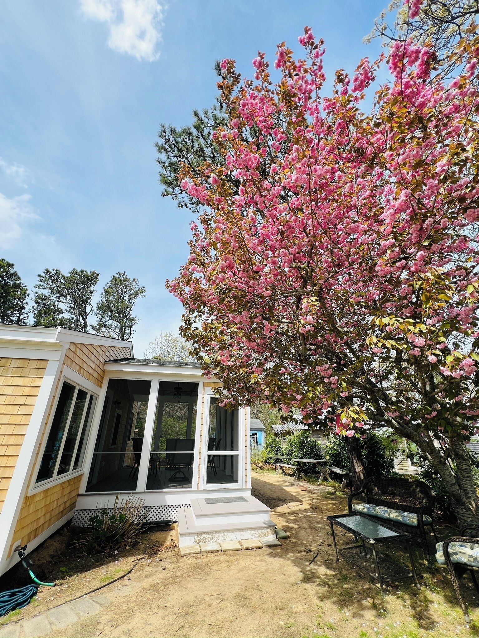 Flowering cherry next to newly added screen porch - photo from spring. 