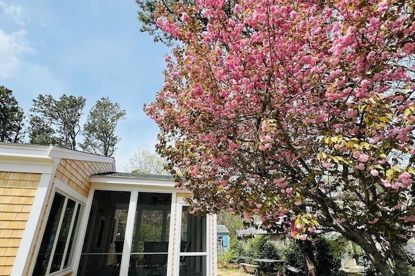 Flowering cherry next to newly added screen porch - photo from spring.