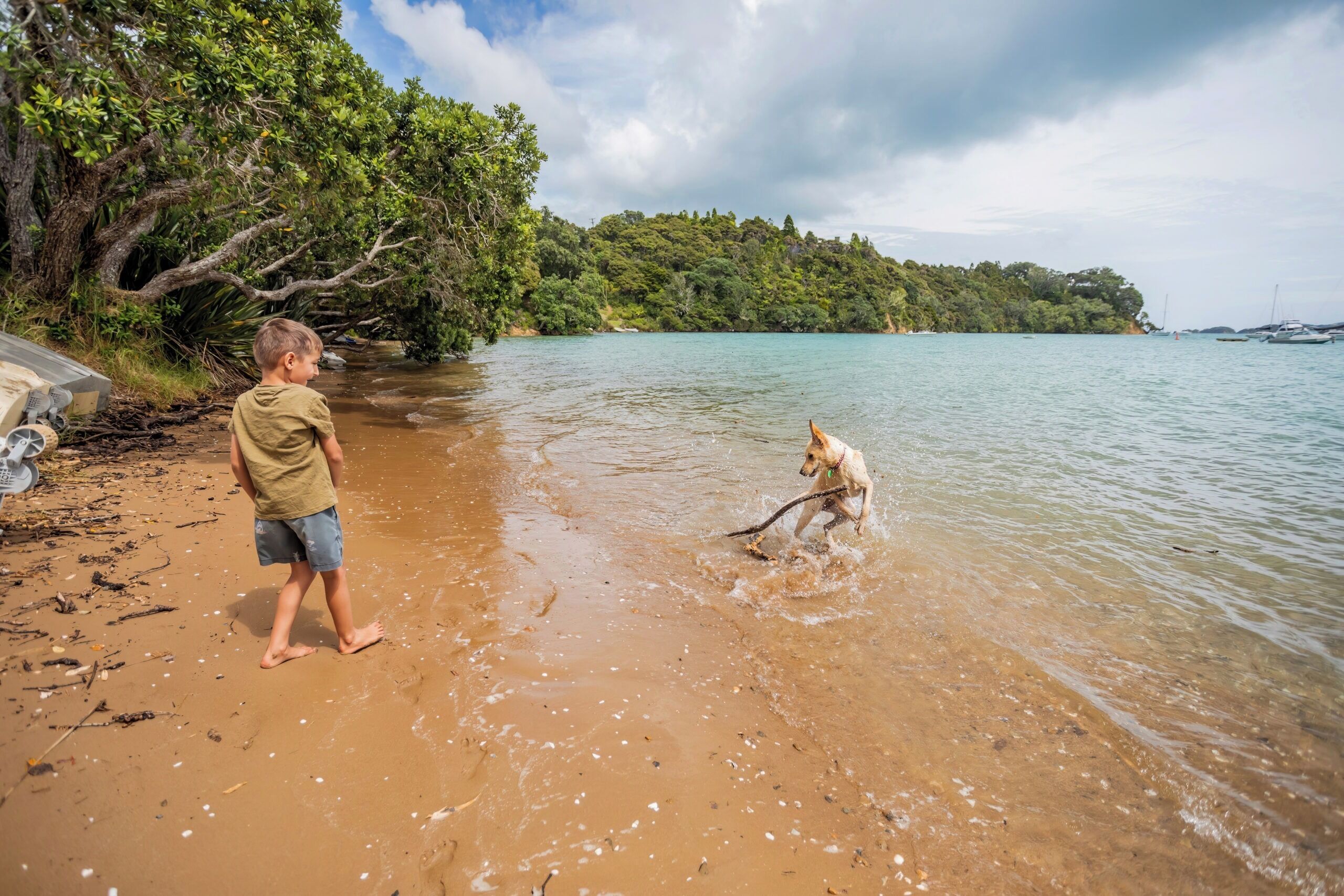 A beach scene with a child and a dog playing in shallow water, surrounded by lush greenery and a clear sky.