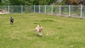 A grassy outdoor area with a white fence and trees in the background. - Mungyeong The Most Glamping (Mungyeong)