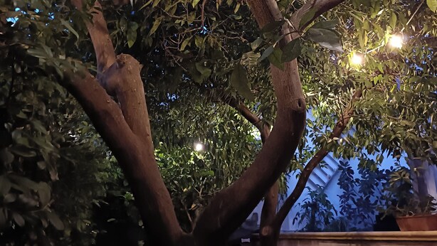 A tree with a thick trunk and dense foliage, surrounded by a rustic fence and a concrete wall in the background. - Spacious family home (children 0/2 years stay free) dogs allowed (BORGAGNE)
