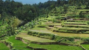Terraced rice fields with a small structure in the middle. - Tetebatu rice field bliss (West Nusa Tenggara)