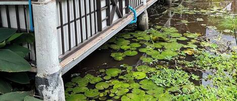 A traditional wooden house with a covered porch, a small dock extending into a pond with lily pads, and a clear sky in the background.