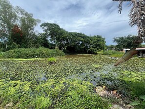 Paesaggio naturale con uno stagno ricoperto di ninfee, circondato da vegetazione lussureggiante e alberi.