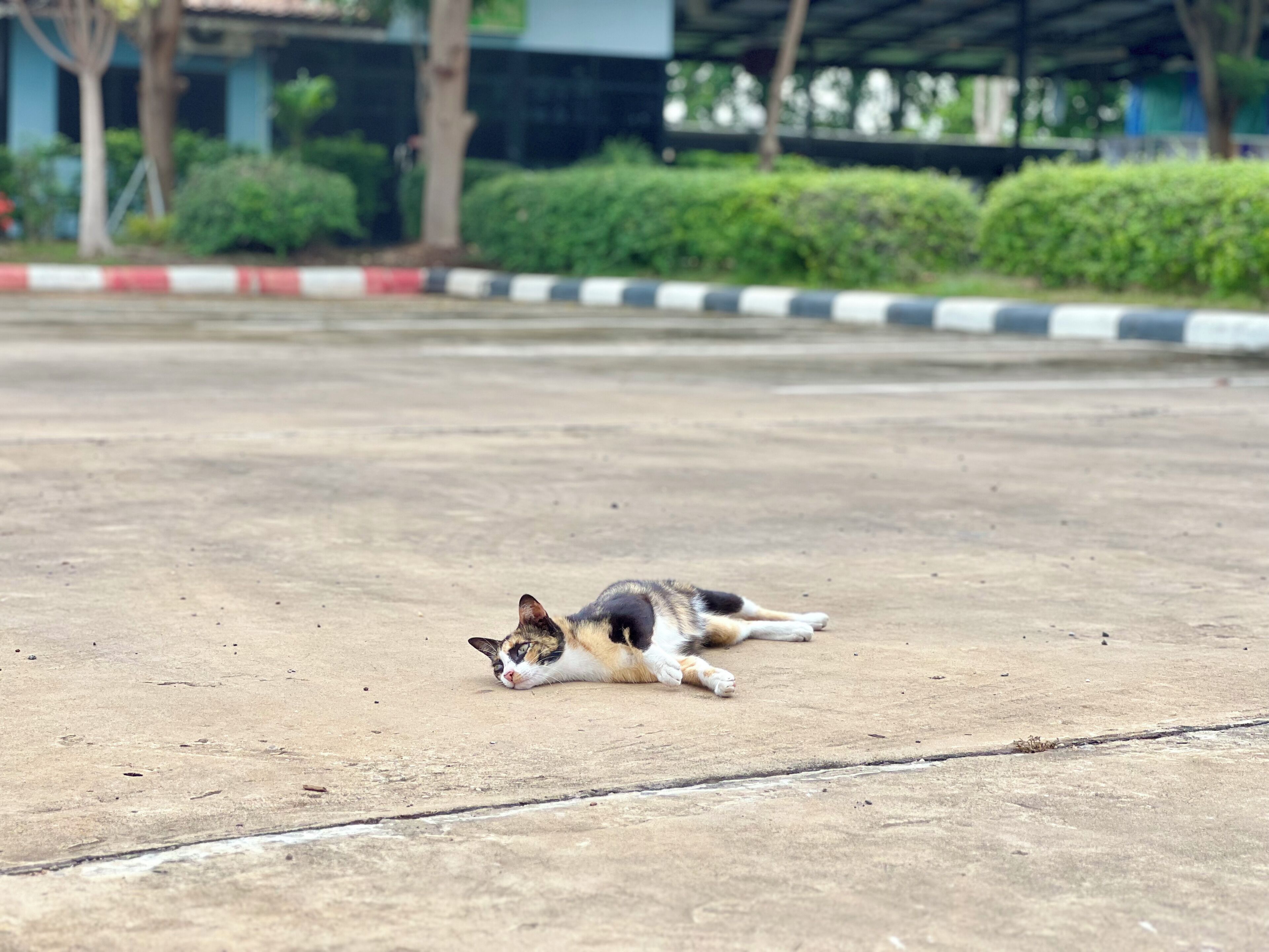 A cat lying on a concrete surface.