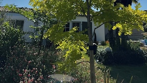 Un arbre amb fulles verdes en un jardí, amb una casa al fons.