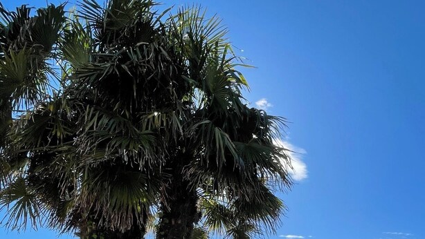 Zona de piscina amb una palmera, un vaixell i una paret de pedra.